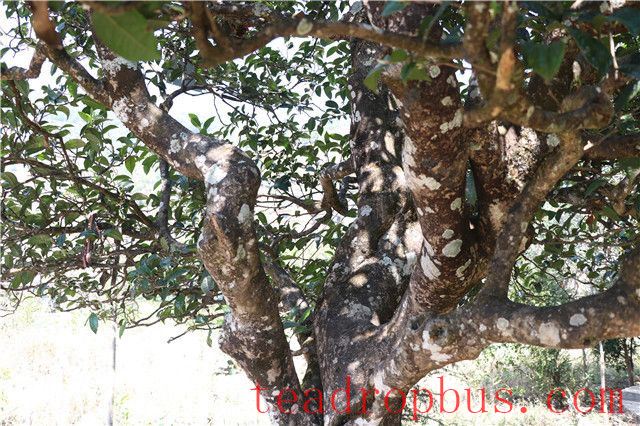 The Reason Why Ancient Tree Spring Tea is Expensive-1