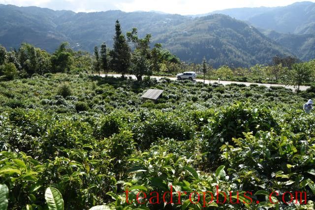 How to Determine Which Pu'er Tea Region You Prefer?-2