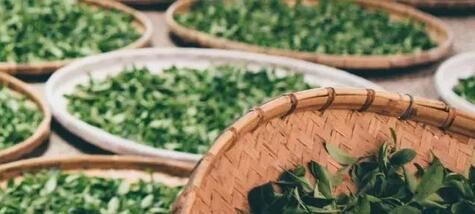 Understanding the White Tea That Becomes a Treasure After Seven Years-3