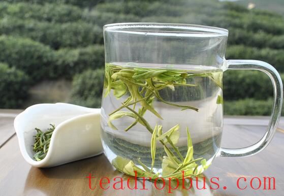 17 Professional Terms for the Aroma of White Tea—Master These and You'll Be an Expert-2