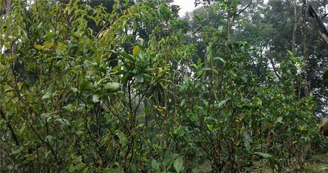 Features of the Banana Grove Ancient Tree Tea from Yiwu's Highland Village-2
