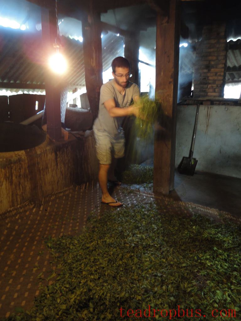 processing pu'er (puehr) in Yunnan
