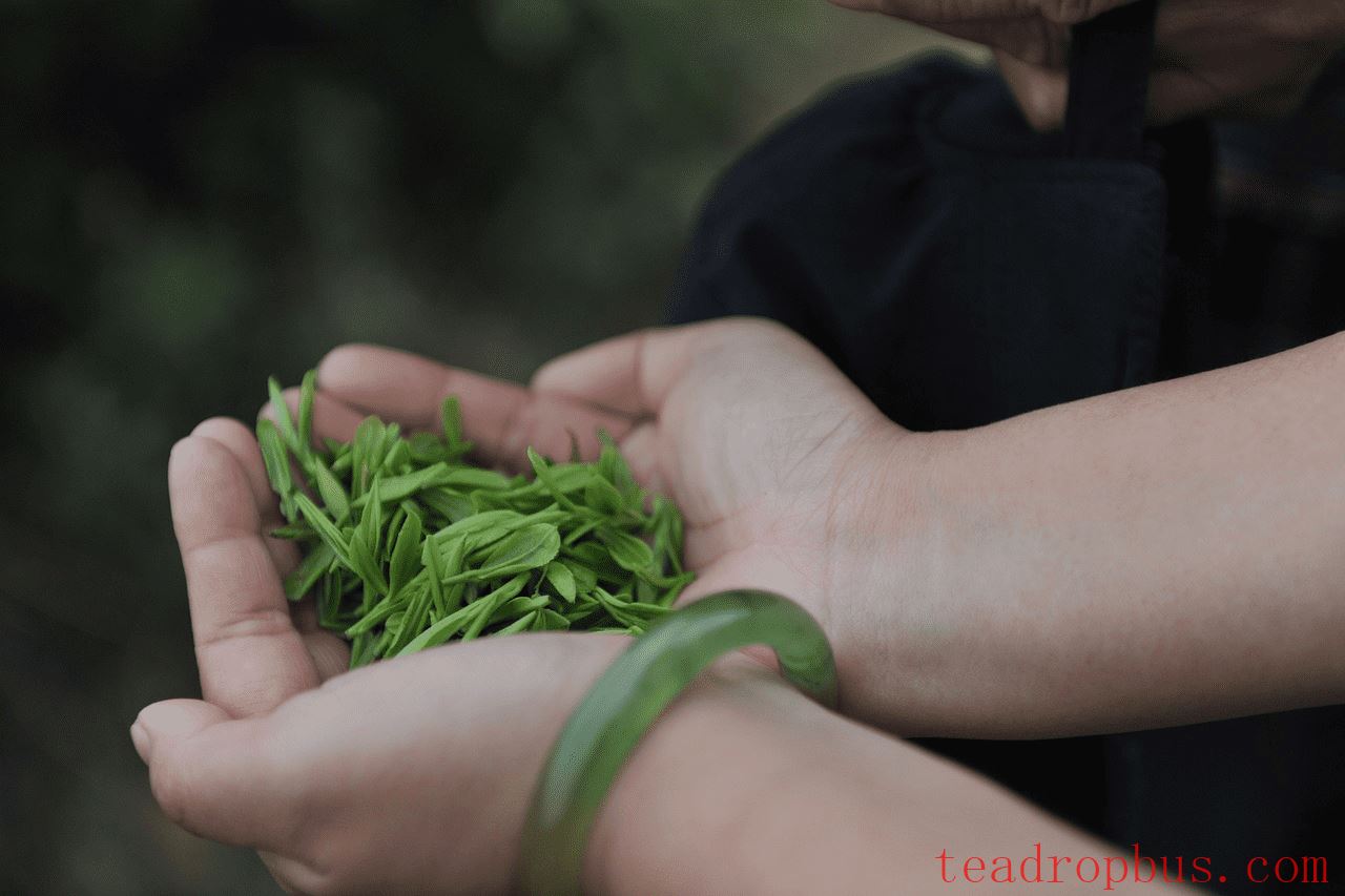 What Does Ming-Qian Tea Mean? How Much Do You Know About the First Sip of Spring Tea?-3