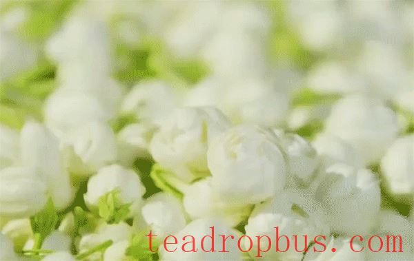 Fuzhou Jasmine Tea — A Refreshing Poem of Summer-3