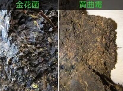 Has Your Tea Been Stored Too Long? Three Methods to Brew It Back to Its Original Flavor-5-ChinaTeaGuru: Exploring Chinese Tea Culture and Kung Fu Tea - Tea Art, Tea Ceremony, Tea Knowledge Has Your Tea Been Stored Too Long? Three Methods to Brew It Back to Its Original Flavor-5