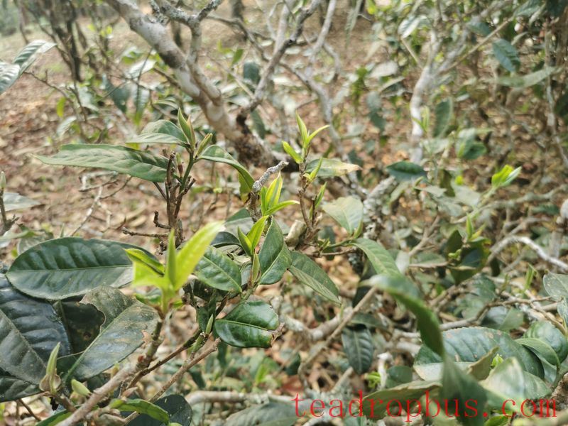The Characteristics of the Ancient Tree Tea from Radar Mountain-2