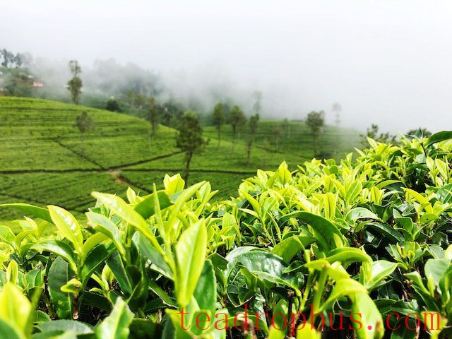 Once Renowned as One of the Top Ten Teas in China, Why is Mending Ganlu Tea from Sichuan Now Relatively Obscure?-1