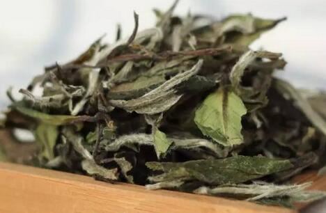 Understanding the White Tea That Becomes a Treasure After Seven Years-5