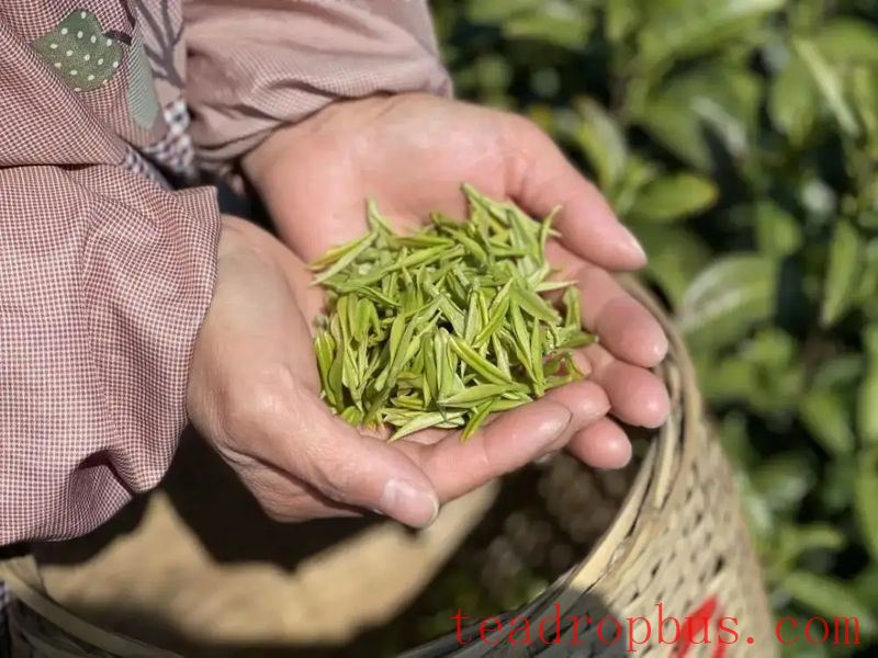 What Components Are Rich in Tea Leaves?-1