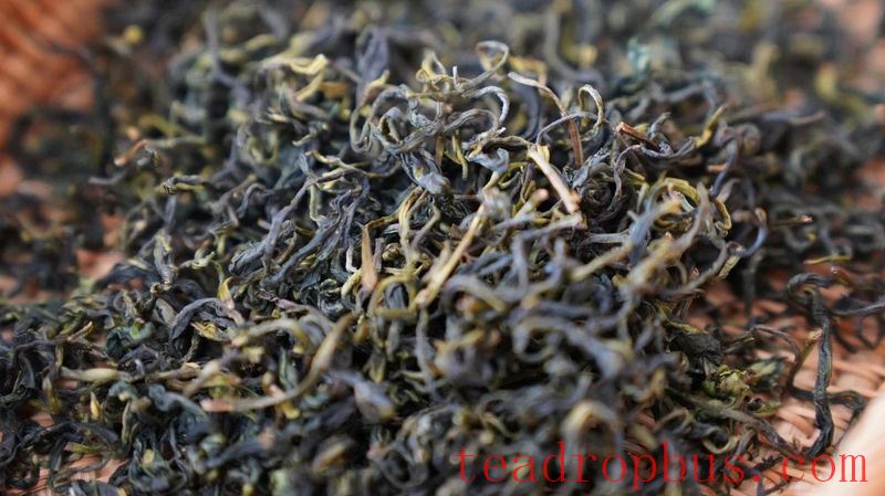 Wuchuan Large Tree Tea is also known as Wuchuan Tall Tree Tea-1