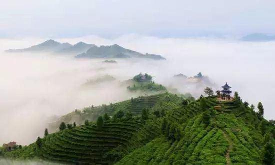 What are the standards for a good Liubao tea?-2