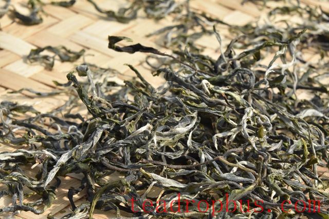 Taste Characteristics of Yiwu Mahhei Ancient Tree Tea-3
