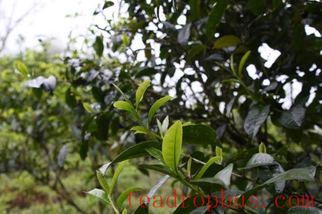 Features of Pasah Ancient Tree Tea-1