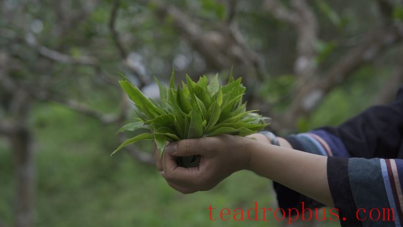 Three Obscure Facts About Ancient Tree Tea, Did You Know?-3