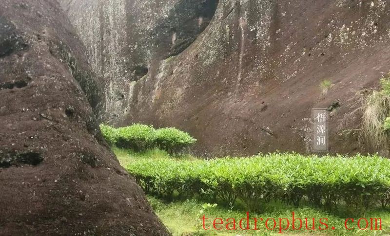 The Influence of the Cultivation Environment on the Aroma of Tea Trees-3