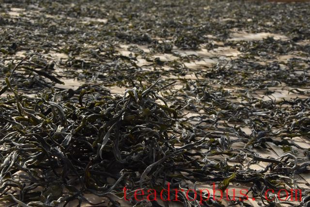 What is the Charm of Yiwu Tea?-1