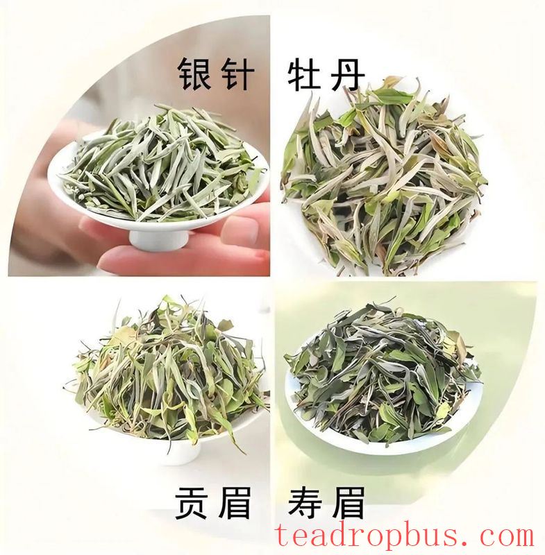 The Transformation of White Tea: A Gift from Time and a Delight to Savor-1