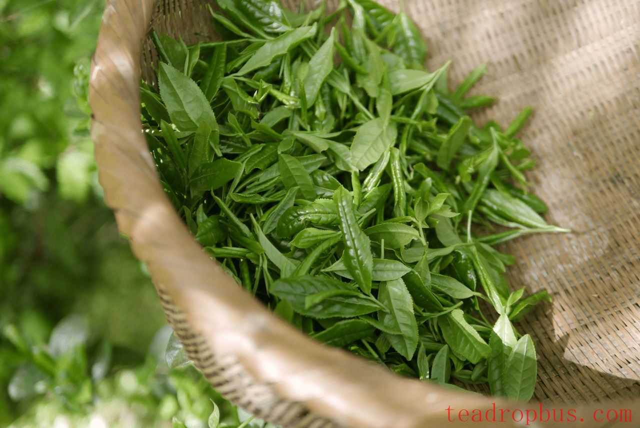 Mint-Infused Green Tea: Refreshing, Healthy, and Natural-3
