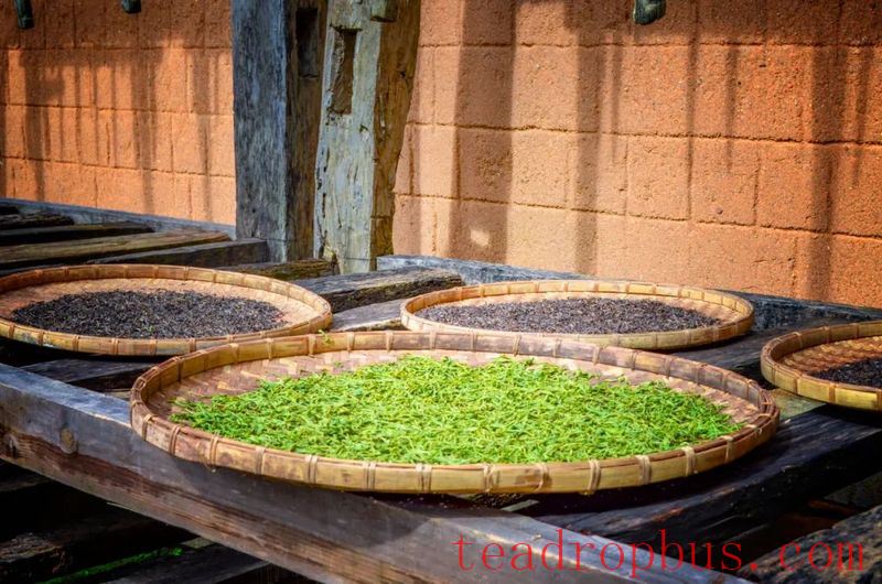 Puer Tea Ranges from Tens to Hundreds of Thousands per Pound—What's the Difference?-4