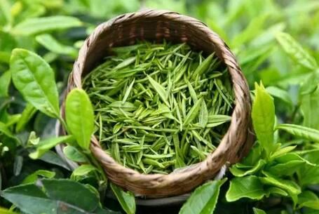 The Taboos of Pu'er Tea and Tieguanyin, Ignorance is Risky!-3