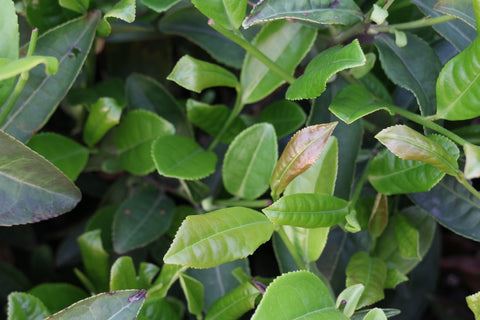 Foglie di tè violacee (purpuree)