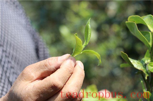 Taste Characteristics of Mansong Tea-2