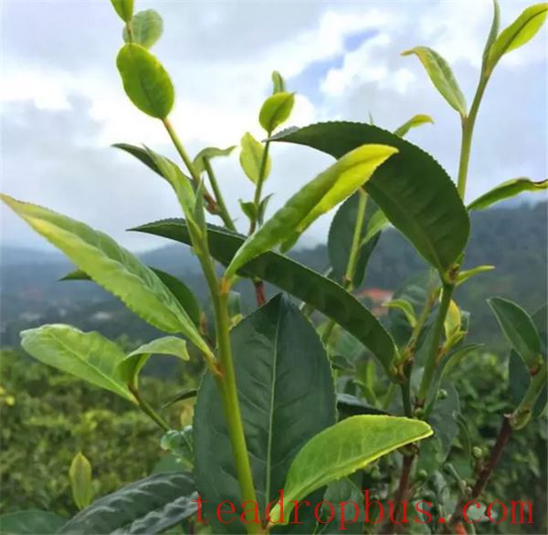 What varieties are included in Oolong tea?-1