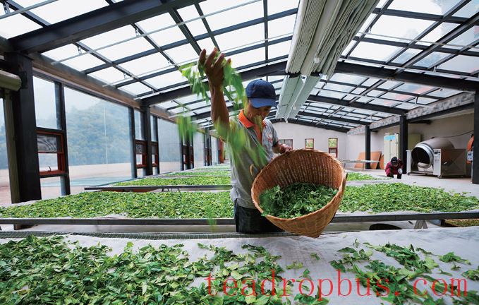 What is the Secret Weapon of Pu'er Tea?-3