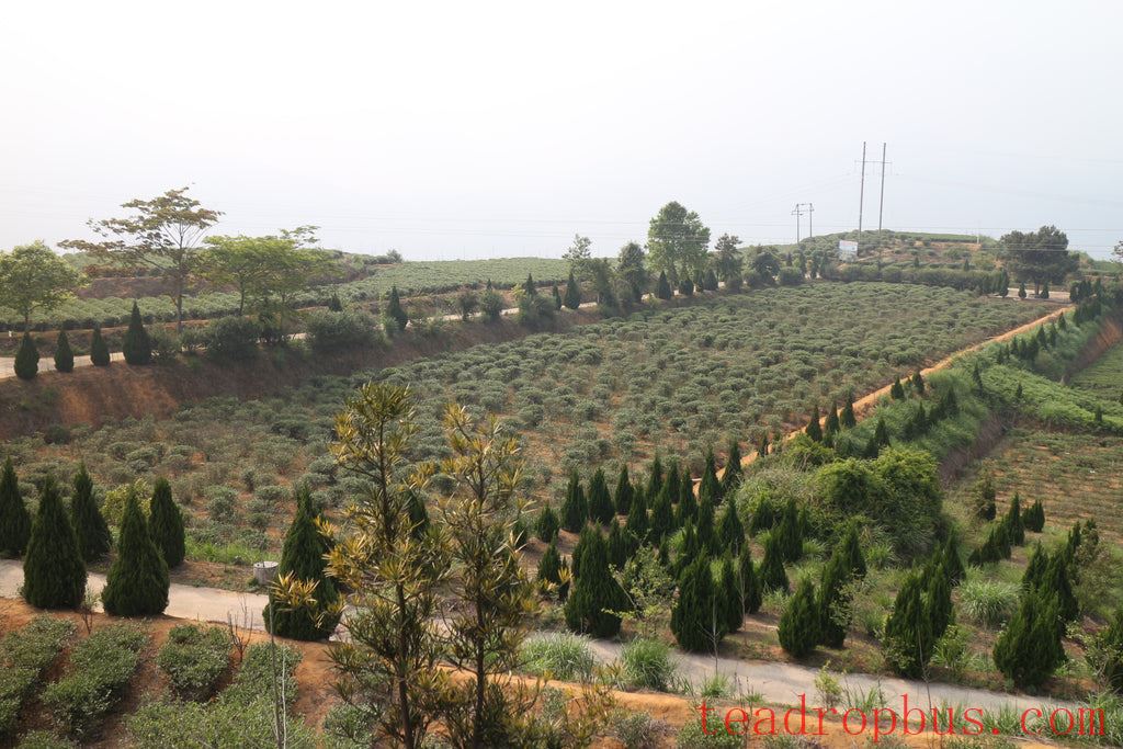 Tieguanyin bushes