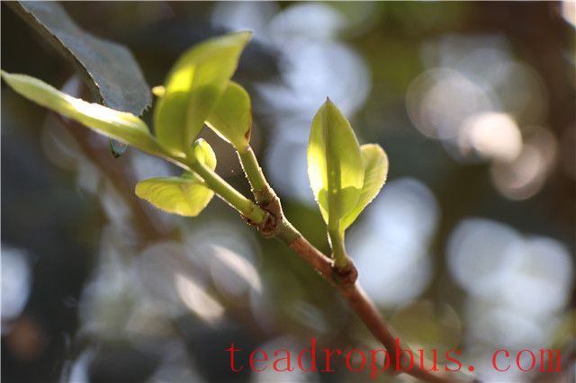 Why is Early Spring Tea Mild in Flavor?-1