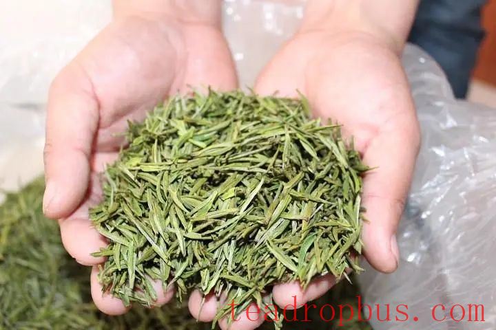 How to Store Green Tea Best in Summer-1