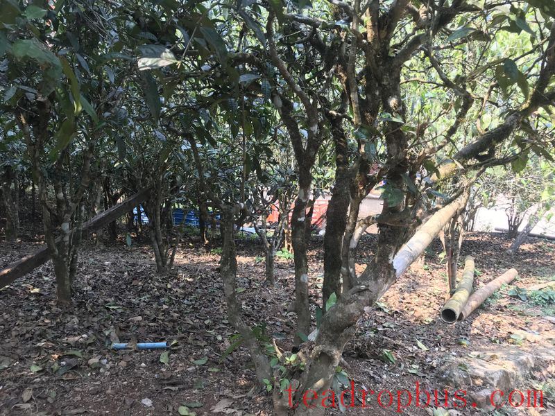 Characteristics of Old Manuo Ancient Tree Tea-1