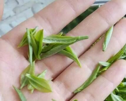 Big Data on Tea Drinking, Finally Understanding Why Tea Is So Important-1-ChinaTeaGuru: Exploring Chinese Tea Culture and Kung Fu Tea - Tea Art, Tea Ceremony, Tea Knowledge Big Data on Tea Drinking, Finally Understanding Why Tea Is So Important-1