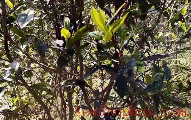 Taste Characteristics of Yiwu WanGong Pu'er Tea-1