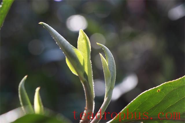What is Puer First Flush Spring Tea?-1