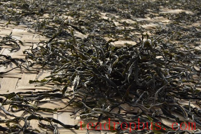 Differentiating Pu'er Spring Tea-1