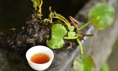 Tieguanyin is a green tea, Dahongpao belongs to black tea, is this a mix-up?-3-ChinaTeaGuru: Exploring Chinese Tea Culture and Kung Fu Tea - Tea Art, Tea Ceremony, Tea Knowledge Tieguanyin is a green tea, Dahongpao belongs to black tea, is this a mix-up?-3