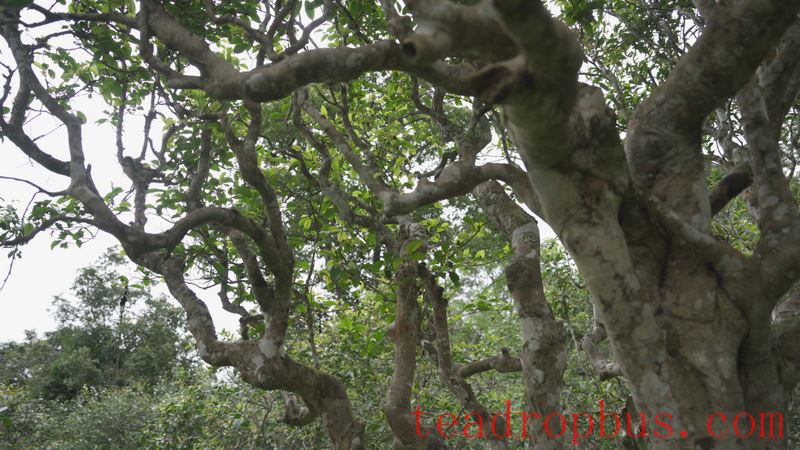 Three Obscure Facts About Ancient Tree Tea, Did You Know?-1