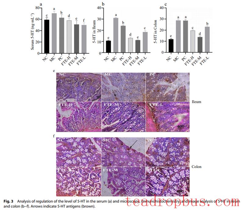 Academician Zhonghua Liu's Team: The Mechanism of Fu Brick Tea Against Diarrhea-2