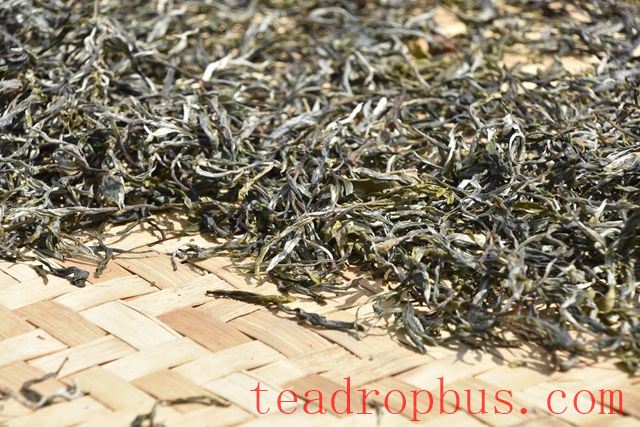 Taste of the Zhengqitang Ancient Tree Tea-3