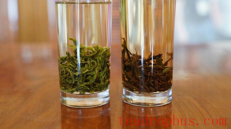Wuchuan Large Tree Tea is also known as Wuchuan Tall Tree Tea-5
