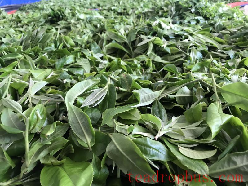 The Production Process of Pu'er Ancient Tree Spring Tea-2