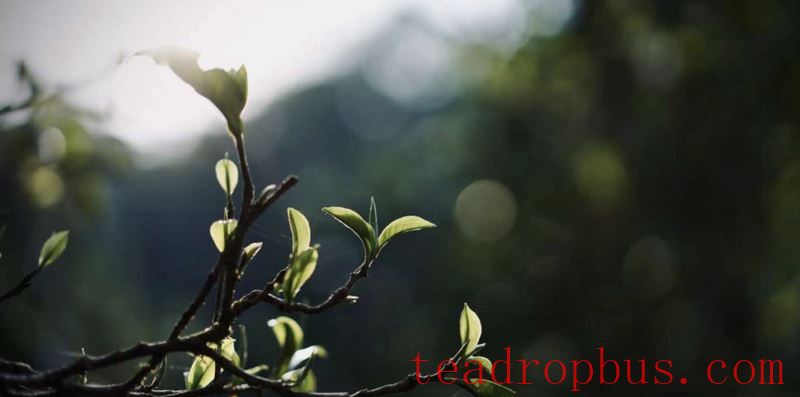 The Five Wonders of Sheng Pu'er Tea-4