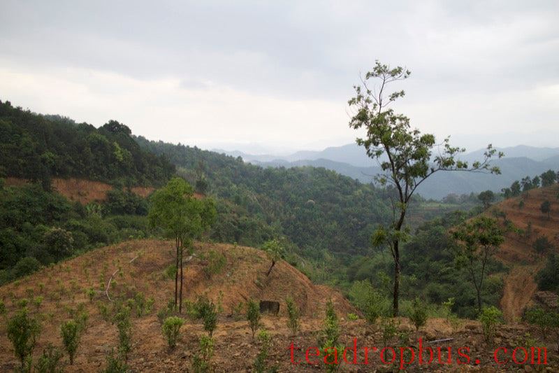 Tea garden