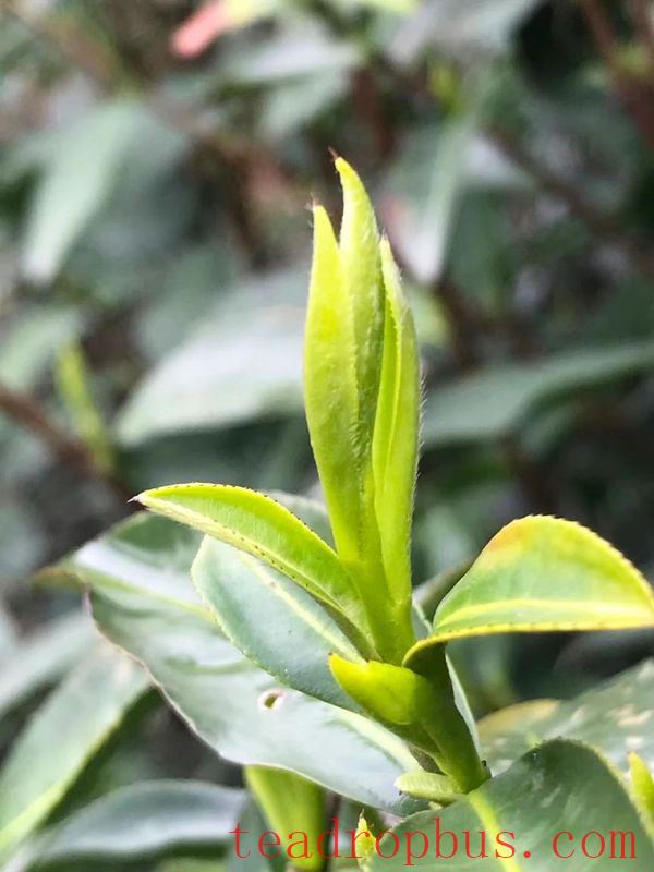Summer Brings Many Benefits to Tea Drinking: How to Avoid 