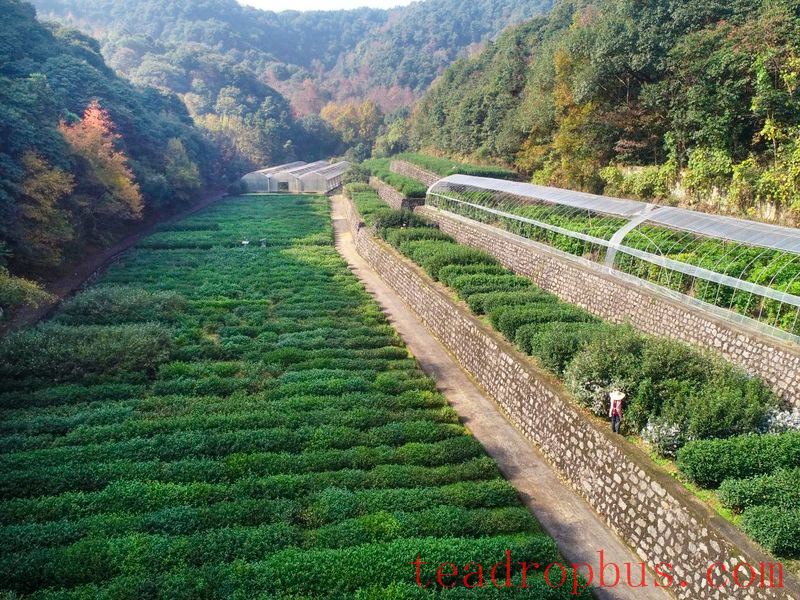 What is the 'Longjing 43' that tea enthusiasts talk about? Why isn't it 42 or 44?-1