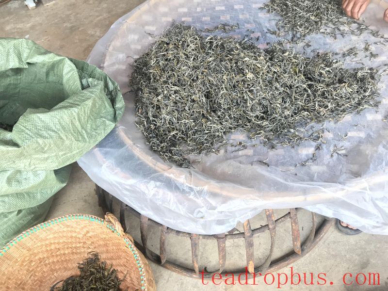 The Characteristics of the Ancient Tree Tea from Radar Mountain-3