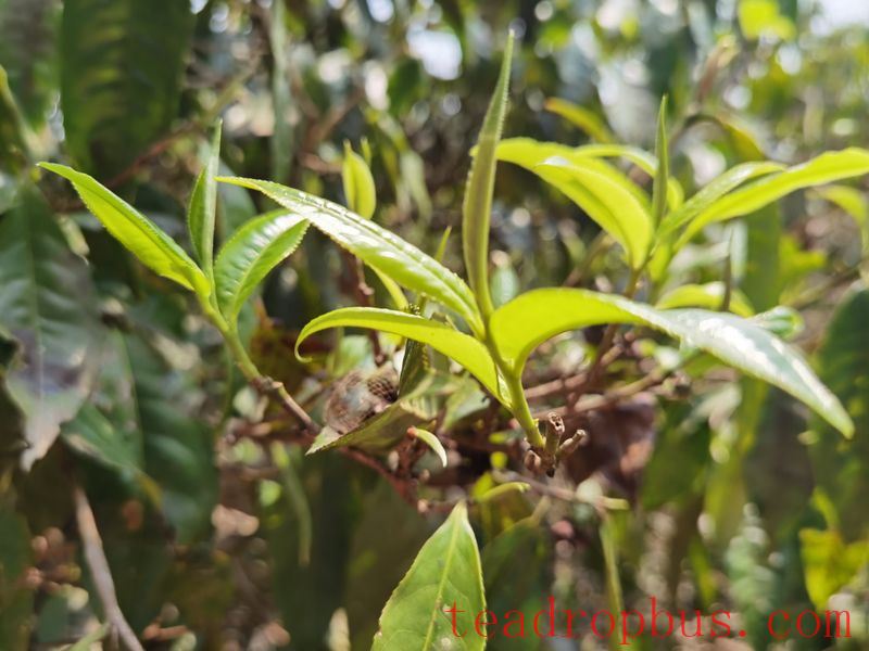 How to Avoid Pitfalls with Pu'er Spring Tea?-2
