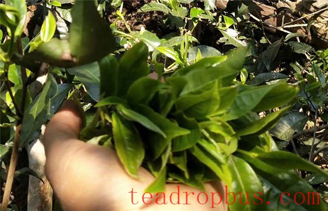 Features of the Ancient Tea Trees in Gafengzhai, Yiwu-3