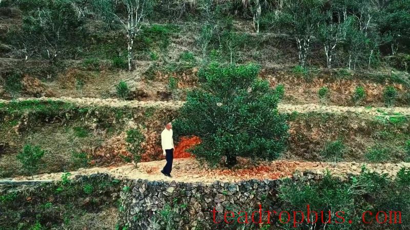 Each Tree Has a Story: A Comprehensive Review of the Legendary Phoenix Dancong Tea Mother Trees-6